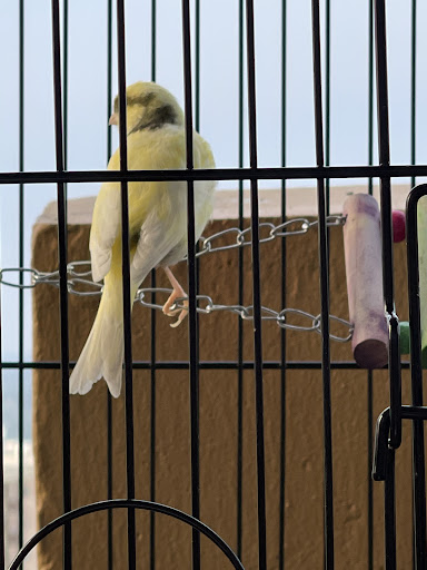 Pet Supply Store «E & N Pet Paradise Shop», reviews and photos, 289 E Gun Hill Rd, Bronx, NY 10467, USA