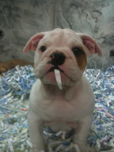 Pet Store «Perfect Pets», reviews and photos, 6840 S University Blvd #410, Centennial, CO 80122, USA