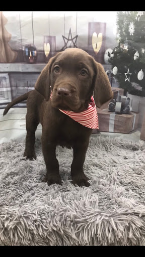 Pet Store «Happiness Is Pets Vi», reviews and photos, 616 E Roosevelt Rd, Lombard, IL 60148, USA