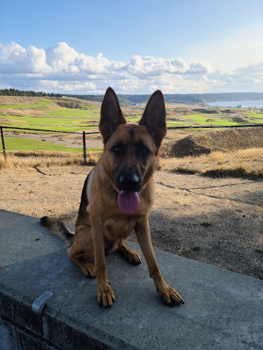 Public Golf Course «Chambers Bay», reviews and photos, 6320 Grandview Dr W, University Place, WA 98467, USA