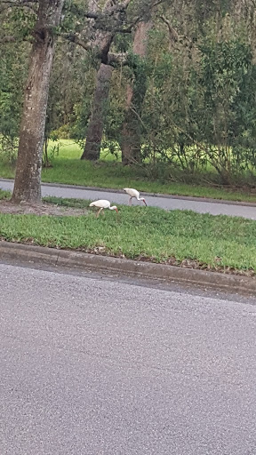 Golf Club «Summertree Golf Club», reviews and photos, 11816 Paradise Point Way, New Port Richey, FL 34654, USA