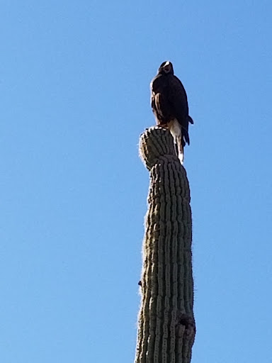 Nature Preserve «Desert Arroyo Park», reviews and photos, 9320 E McKellips Rd, Mesa, AZ 85207, USA