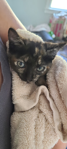 Animal Protection Organization «Charleston Animal Society», reviews and photos