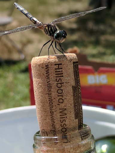 Winery «Villa Antonio Winery», reviews and photos, 3660 Linhorst Rd, Hillsboro, MO 63050, USA