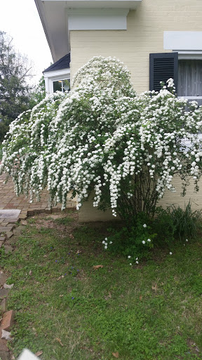 Art Museum «Adsmore Museum», reviews and photos, 304 N Jefferson St, Princeton, KY 42445, USA