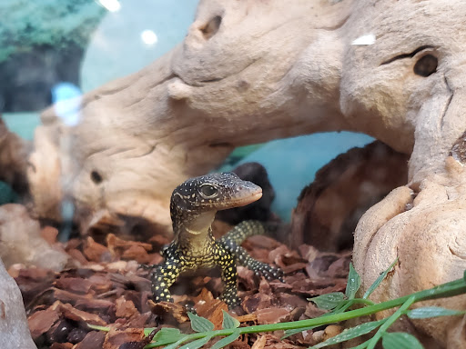 Pet Store «Super Pets», reviews and photos, 1807 E Chapman Ave, Orange, CA 92867, USA