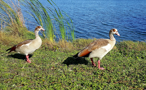 Park «Royal Palm Park», reviews and photos, 1701 NW 38th St, Oakland Park, FL 33309, USA