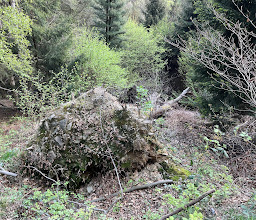 Arboretum Burgholz photo