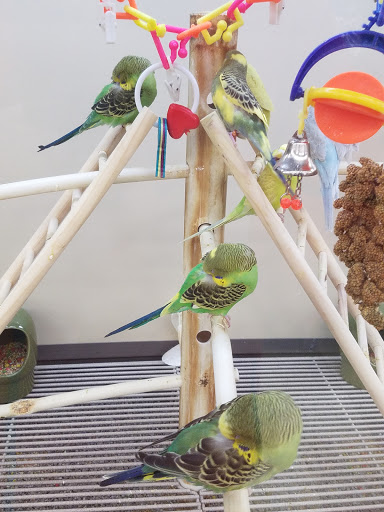 Pet Supply Store «Petco Animal Supplies», reviews and photos, 86 Storrs Rd, Mansfield Center, CT 06250, USA