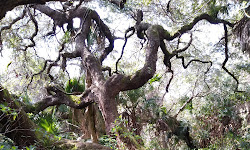 Sebastian Inlet State Park Hammock Trail