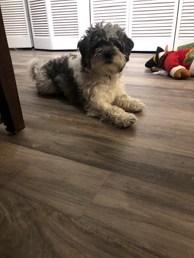 Pet Store «Just Puppies Inc», reviews and photos, 2004 Veirs Mill Rd, Rockville, MD 20851, USA