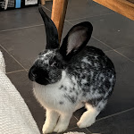 Photo n° 2 de l'avis de Eloïse. fait le 30/11/2022 à 10:01 pour Cabinet vétérinaire médico-chirurgical du Dr Felter à Pechbonnieu