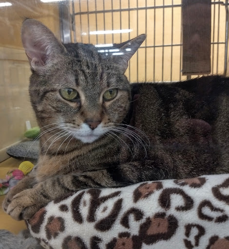 Pet Supply Store «PetSmart», reviews and photos, 3425 Amelia Dr, Orchard Park, NY 14127, USA