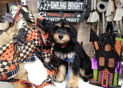 Craft Store «Michaels», reviews and photos, 630 US-441, Lady Lake, FL 32159, USA