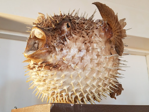 Coffee Store «Hawthorne Coffee Roasters», reviews and photos, 4177 S Howell Ave, Milwaukee, WI 53207, USA