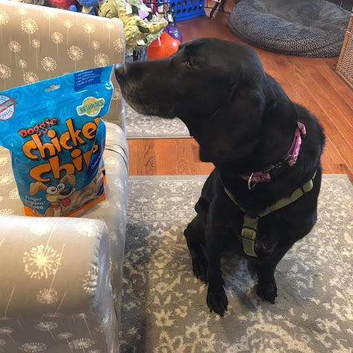 Pet Supply Store «My Best Friend’s Barkery», reviews and photos, 176 Shawneehaw Ave S, Banner Elk, NC 28604, USA