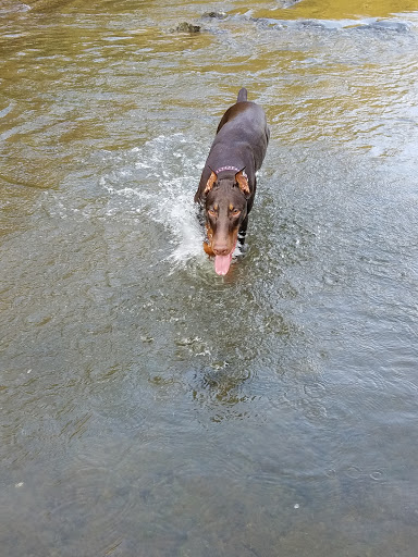 Dog Park «Murfreesboro Bark Park», reviews and photos, 1540 W College St, Murfreesboro, TN 37130, USA