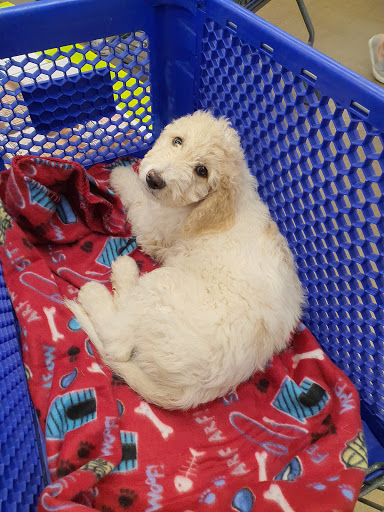 Pet Supply Store «PetSmart», reviews and photos, 160 Wadsworth Blvd, Lakewood, CO 80226, USA