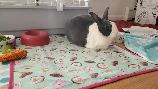 Pet Supply Store «PetSmart», reviews and photos, 2410 Merrick Rd #1, Bellmore, NY 11710, USA