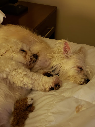 Dog Trainer «Suite Dog Daze», reviews and photos, 2090 Front St NE, Salem, OR 97301, USA