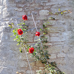 Photo n°4 de l'avis de Gabi.a fait le 16/10/2022 à 17:02 sur le  Rosencafé im Kloster Brunshausen à Bad Gandersheim