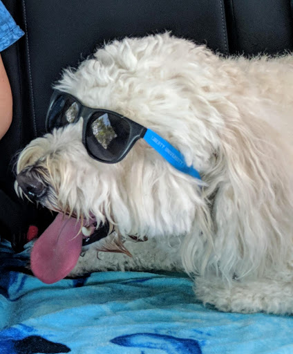 Dog Park «Logan Gate Dog Park», reviews and photos, 7374 Monterey Blvd, Tampa, FL 33610, USA