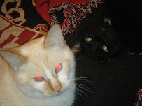 Critter Care - Photo 4 - Car repair in , Danbury