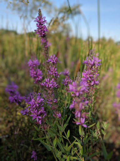 Public Golf Course «Angels Crossing Golf Club», reviews and photos, 3600 E W Ave, Vicksburg, MI 49097, USA
