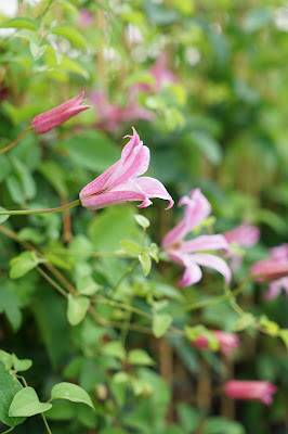 Javoy Plantes à Saint-Cyr-en-Val