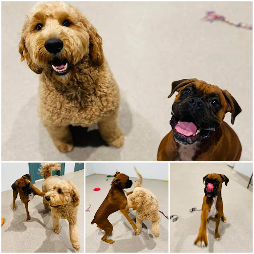 Royal Treatment: Pet Manor & Grooming Spa