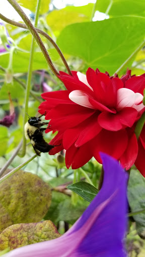 Summer Winter Community Garden image 3