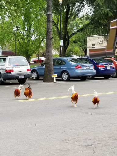 Coffee Shop «Fair Oaks Coffee House & Deli», reviews and photos, 10223 Fair Oaks Blvd, Fair Oaks, CA 95628, USA