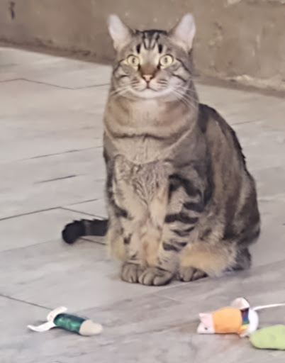 Pet Supply Store «Petco Animal Supplies», reviews and photos, 1670 Airport Blvd #700, Pensacola, FL 32504, USA