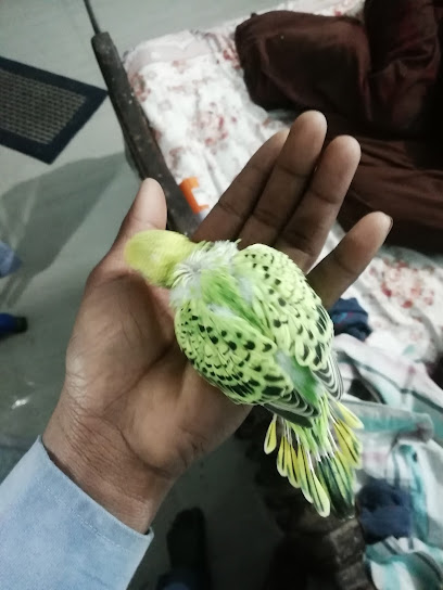 Pramod kumar bird shop