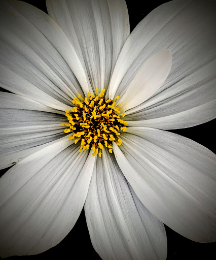 Botanical Garden «Botanical Gardens-Heritage Pk», reviews and photos, 411 Ball St, Grapevine, TX 76051, USA