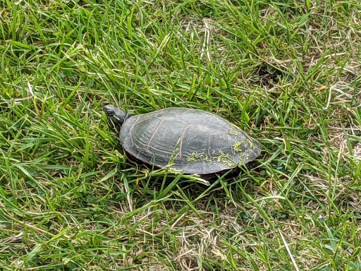 Nature Preserve «Cook County Forest Preserve», reviews and photos, 1700 N Quentin Rd, Palatine, IL 60074, USA