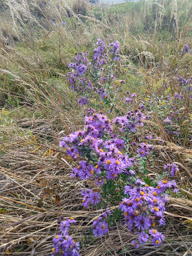 Nature Preserve «Hickory Creek Preserve», reviews and photos, Wolf Rd, Mokena, IL 60448, USA