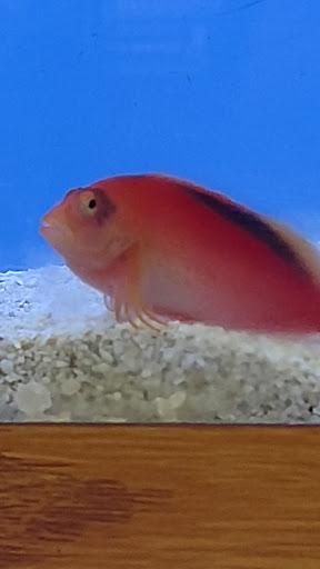 Pet Store «Odd Lot Pet Shop», reviews and photos, 7769 S Harlem Ave, Bridgeview, IL 60455, USA