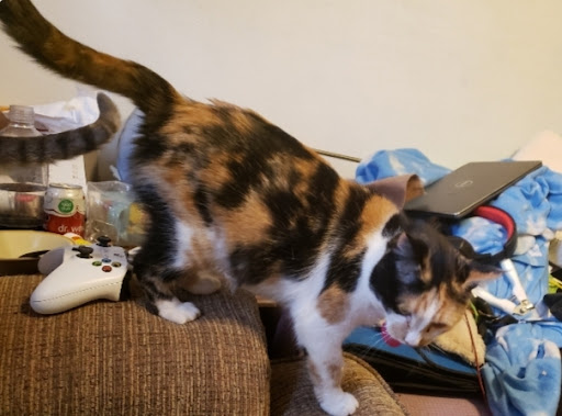 Thrift Store «Alpine Humane Society Thrift Store», reviews and photos, 706 N 5th St, Alpine, TX 79830, USA