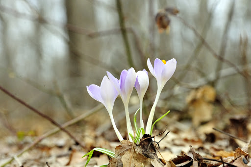Nature Preserve «Muttontown Preserve», reviews and photos, Jericho-Oyster Bay Road, East Norwich, NY 11732, USA