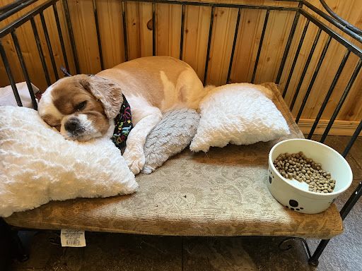 Simply Irresistible Pets