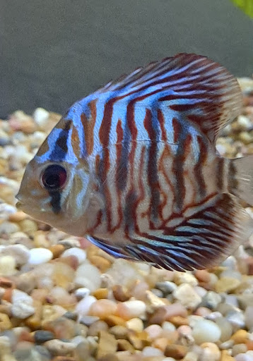 Tropical Fish Store «Jack Wattley Discus», reviews and photos, 6944 NE 4th Ave, Miami, FL 33138, USA