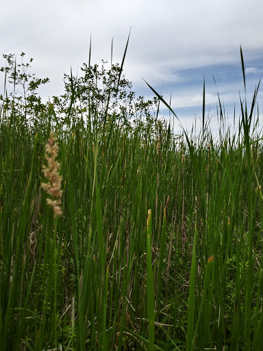 Nature Preserve «Jackson Bog State Nature Preserve», reviews and photos, 7984 Fulton Dr NW, Massillon, OH 44646, USA