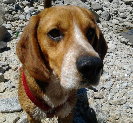 Clínica Veterinaria Servet Zamora en Zamora