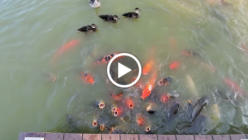 Golf Course «Waters Edge Mini Golf», reviews and photos, 230 N Ronks Rd, Bird in Hand, PA 17505, USA