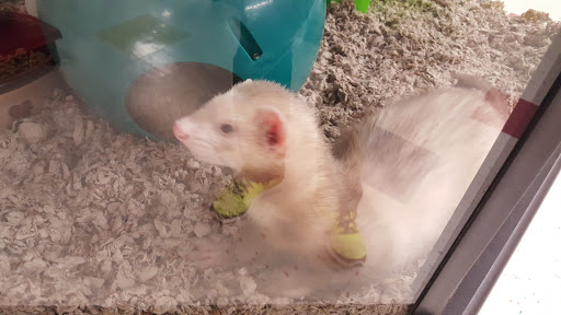 Pet Supply Store «Petco Animal Supplies», reviews and photos, 1507 Rockville Pike, Rockville, MD 20852, USA