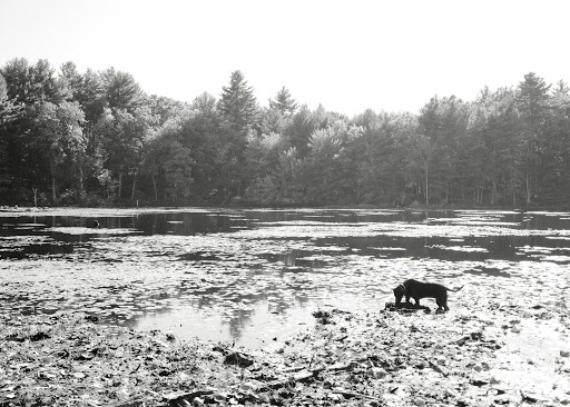 State Park «Lowell-Dracut-Tyngsborough State Forest», reviews and photos, Trotting Park Rd, Dracut, MA 01826, USA