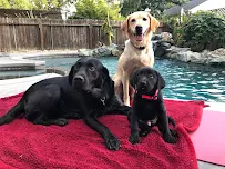 Animal Manners - Car repair in West Sacramento, CA, Sacramento - Rated 3.7/5