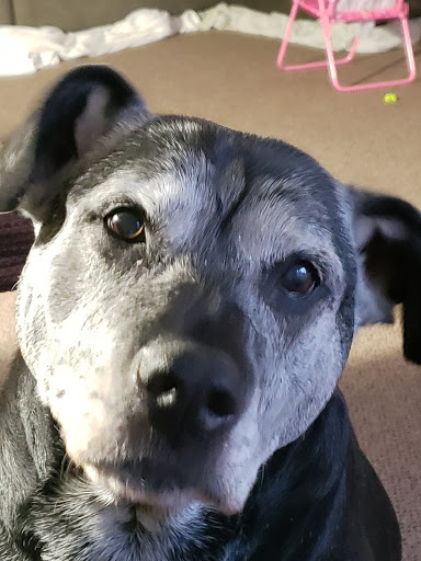 Pet Supply Store «Pet Supplies Plus», reviews and photos, 5708 State St, Saginaw, MI 48603, USA