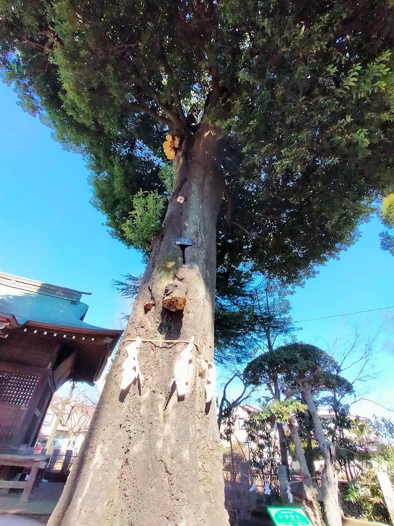 国分寺保存樹木シラカシ